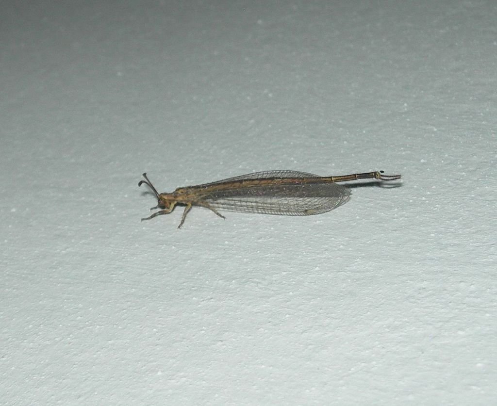 Myrmeleontidae: maschio di Macronemurus appendiculatus